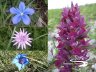 Fiori spontanei - Orchidea, Anemone, Aster, Genziana