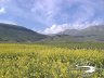 Castelluccio - Lenticchie in fiore