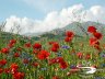 Castelluccio - Papaveri e Fiordalisi