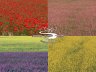 Fioritura - Piana di Castelluccio